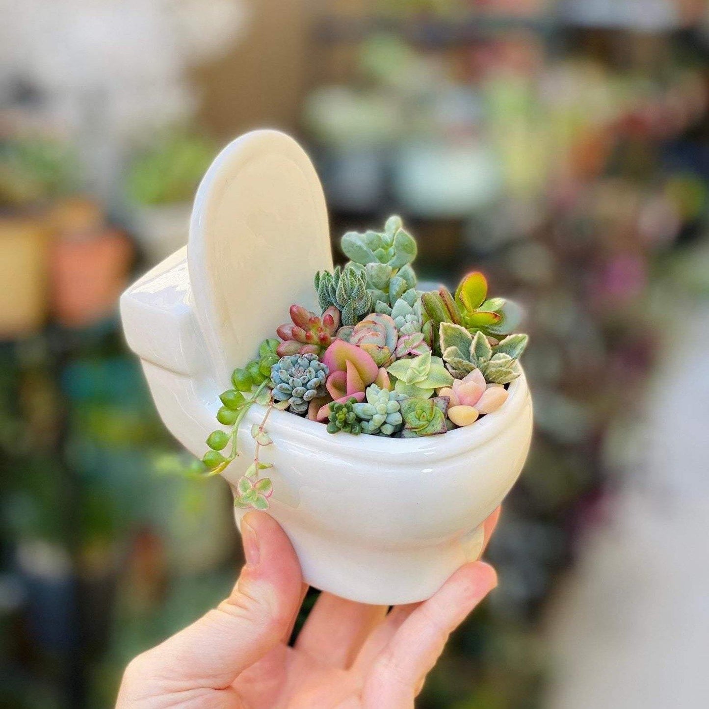 Pot de fleurs en céramique fait main pour plantes grasses (WC)