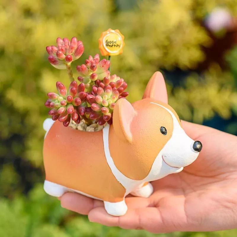 Pot de fleurs succulentes Corgi